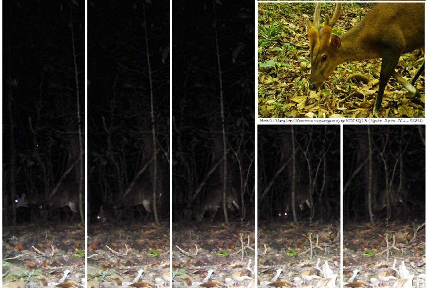 Phát hiện nhím bạch tạng đầu tiên của Đông Nam Á tại Lâm Đồng ảnh 2