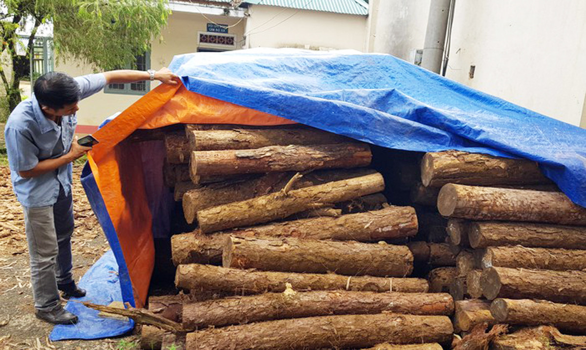 Tái diễn tình trạng đào hố chôn giấu thông, chính quyền loay hoay tới khi nào? ảnh 3