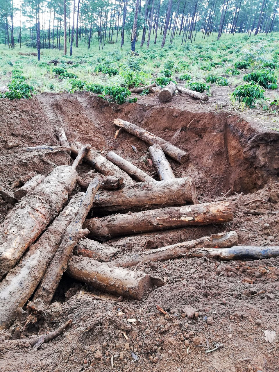 Tái diễn tình trạng đào hố chôn giấu thông, chính quyền loay hoay tới khi nào? ảnh 1