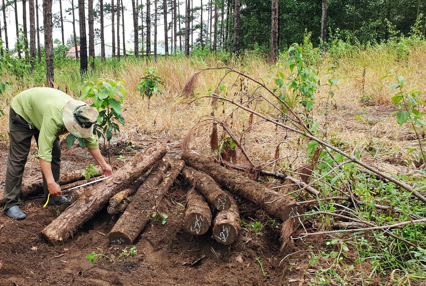 Tái diễn tình trạng đào hố chôn giấu thông, chính quyền loay hoay tới khi nào? ảnh 2