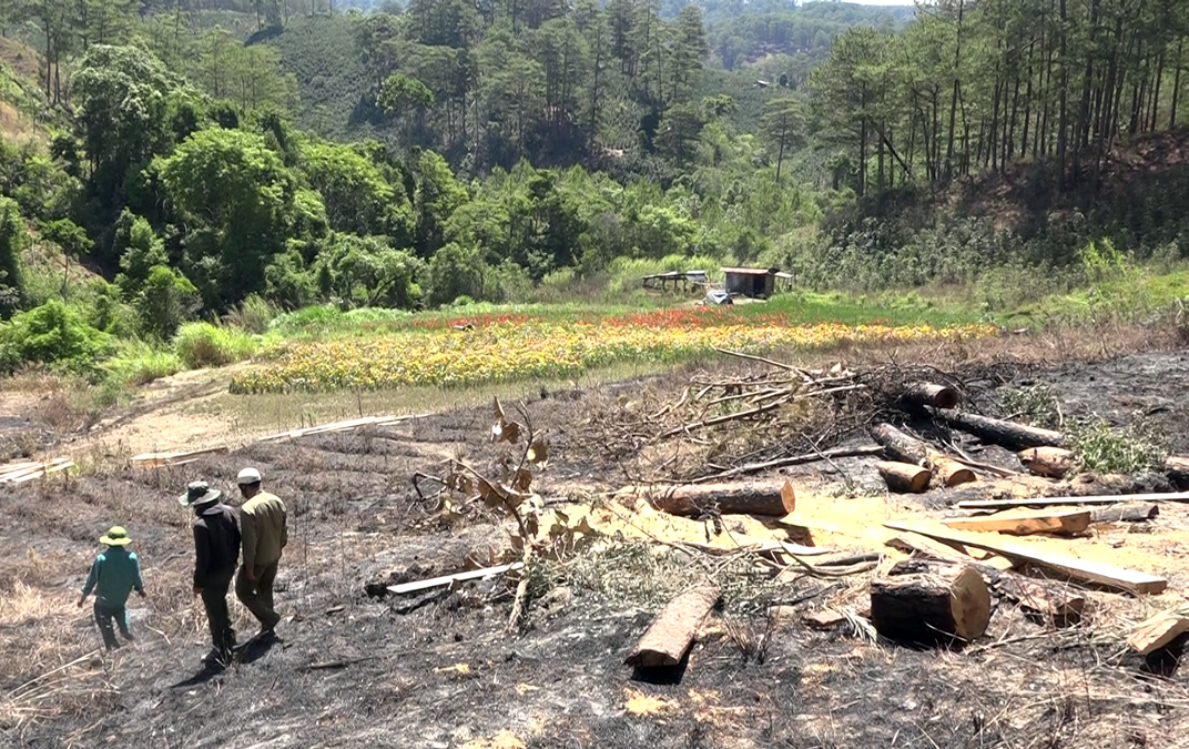 Rừng thông tuyệt đẹp ở cửa ngõ Đà Lạt bị xẻ ván tại chỗ ảnh 1