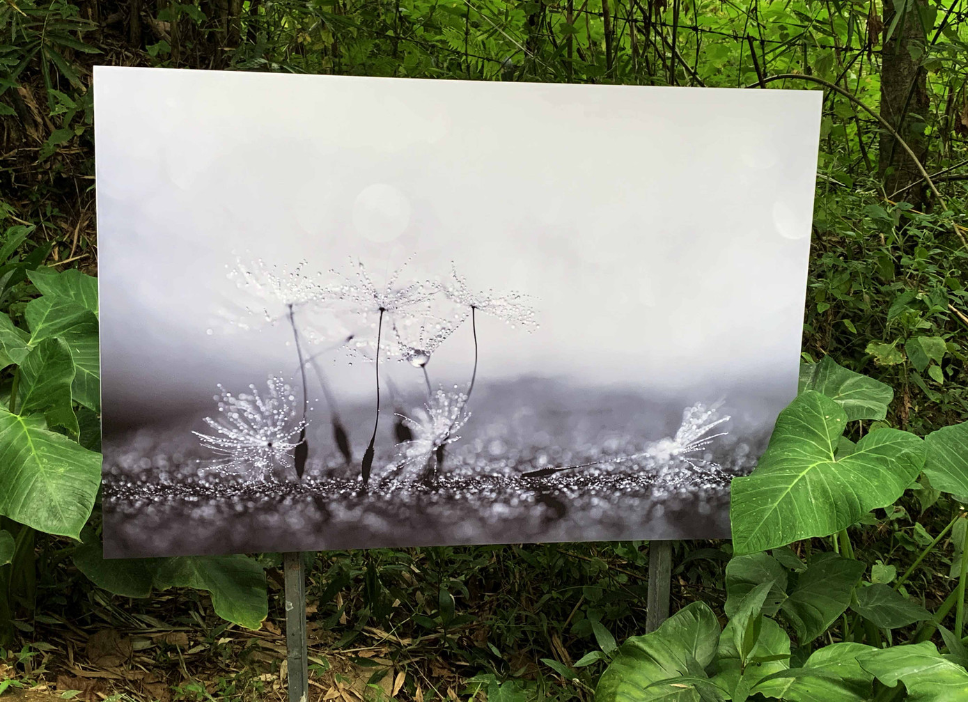 Lãng mạn triển lãm ảnh trên cung đường tình yêu Đà Lạt ảnh 6