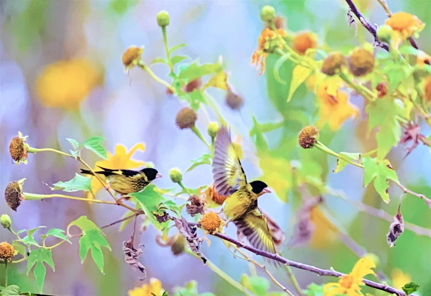 Lãng mạn triển lãm ảnh trên cung đường tình yêu Đà Lạt ảnh 4