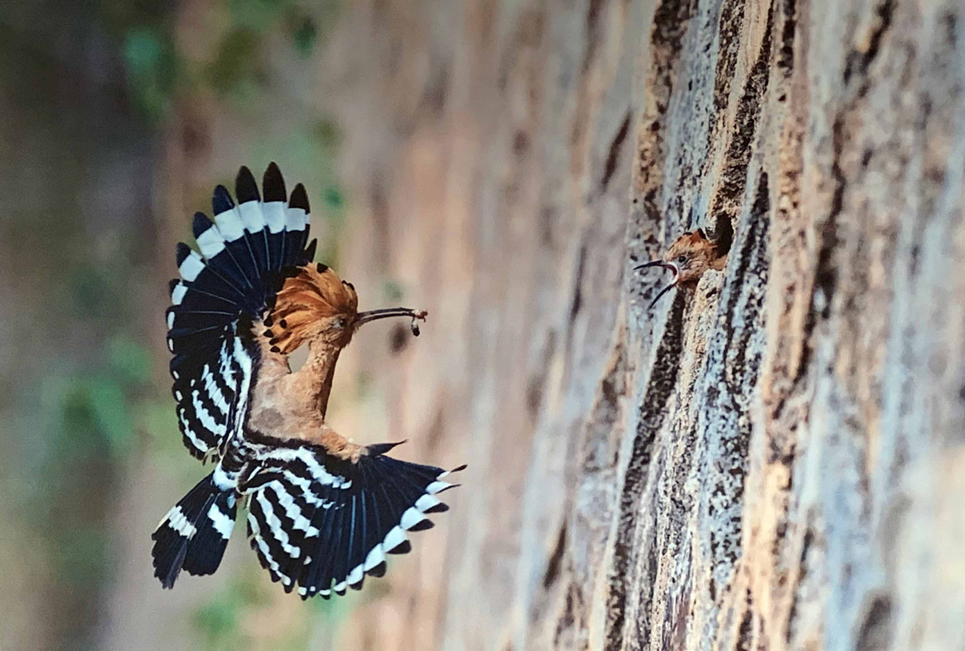 Lãng mạn triển lãm ảnh trên cung đường tình yêu Đà Lạt ảnh 5