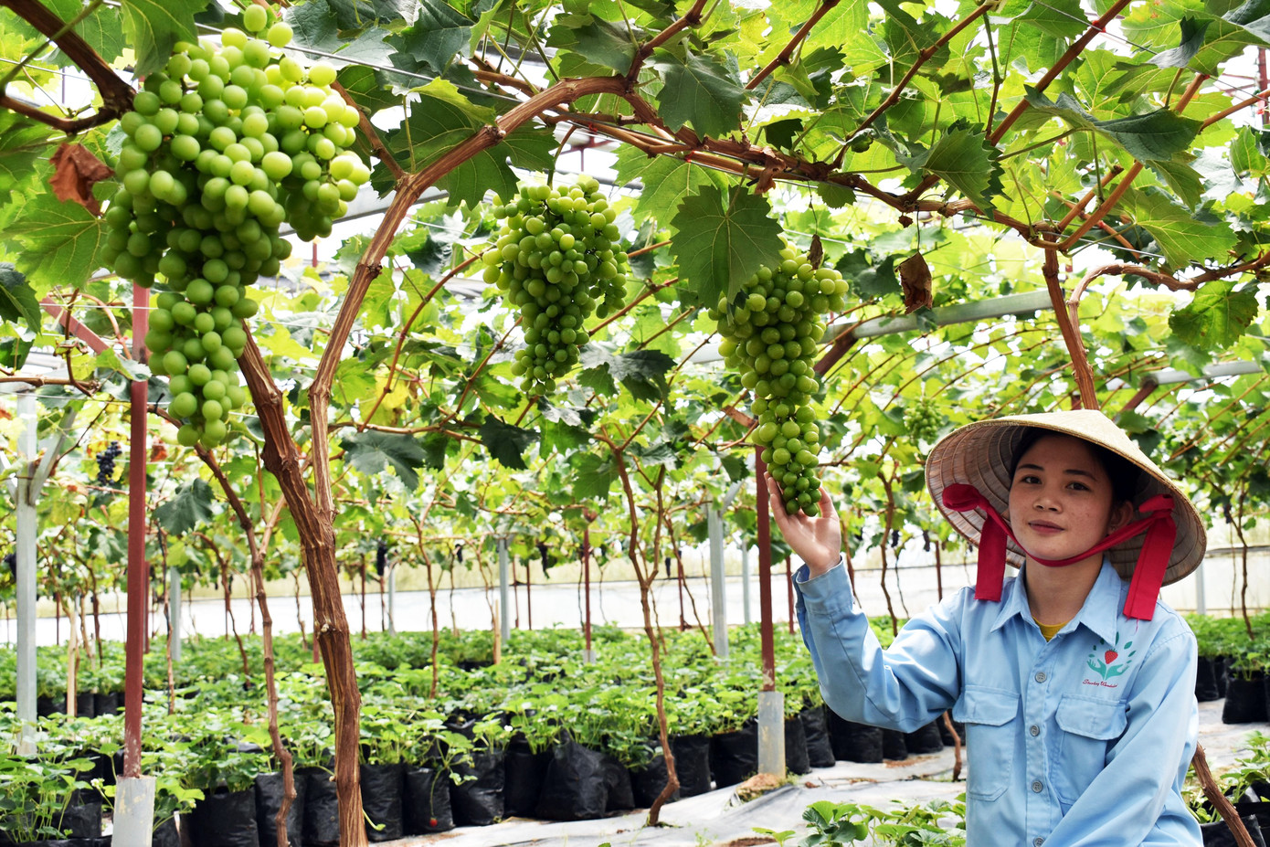 Trồng dâu tây Bạch Tuyết hiếm nhất thế giới, bán tiền triệu mỗi cân ảnh 3