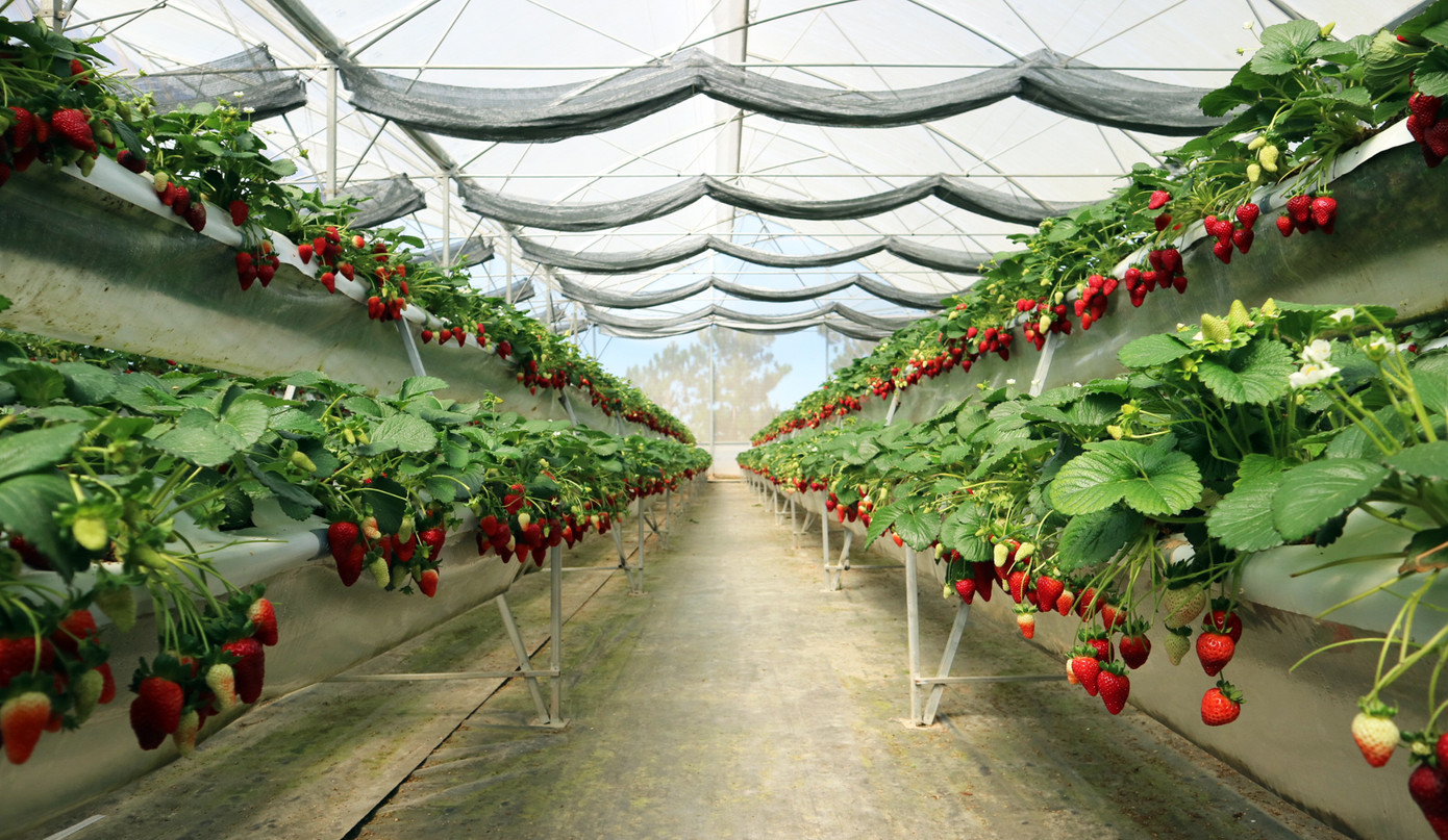 Trồng dâu tây Bạch Tuyết hiếm nhất thế giới, bán tiền triệu mỗi cân ảnh 4