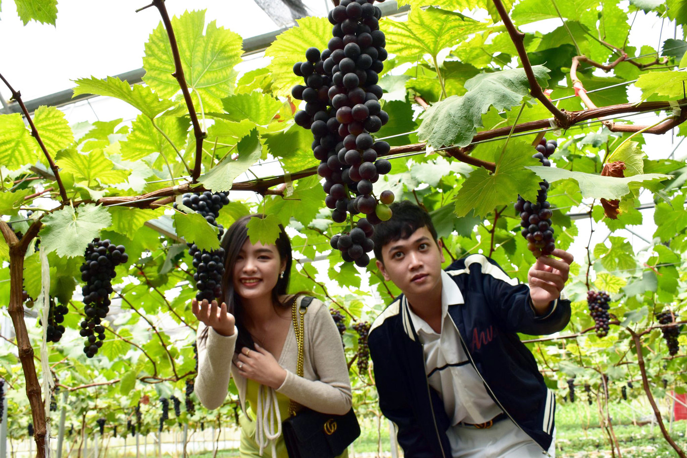 Trồng dâu tây Bạch Tuyết hiếm nhất thế giới, bán tiền triệu mỗi cân ảnh 2