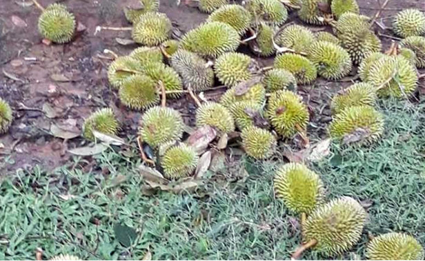 Lốc xoáy thổi bay 38 nóc nhà, làm rụng hàng tấn sầu riêng ảnh 1