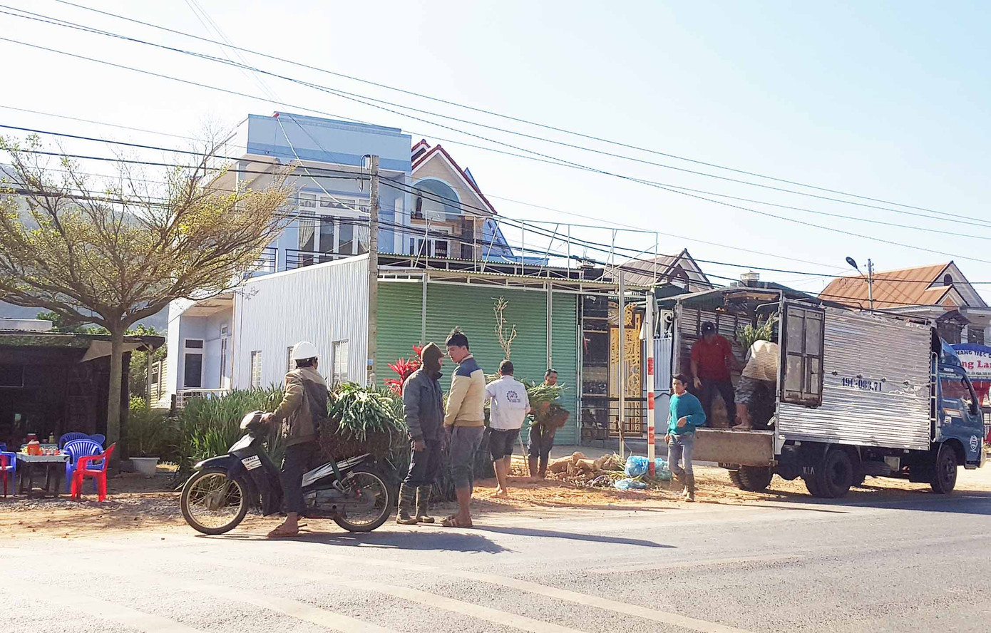 Giá hoa rẻ hơn cỏ voi, chính quyền kêu gọi 'giải cứu' lay ơn ảnh 2