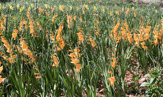 Giá hoa rẻ hơn cỏ voi, chính quyền kêu gọi 'giải cứu' lay ơn ảnh 3