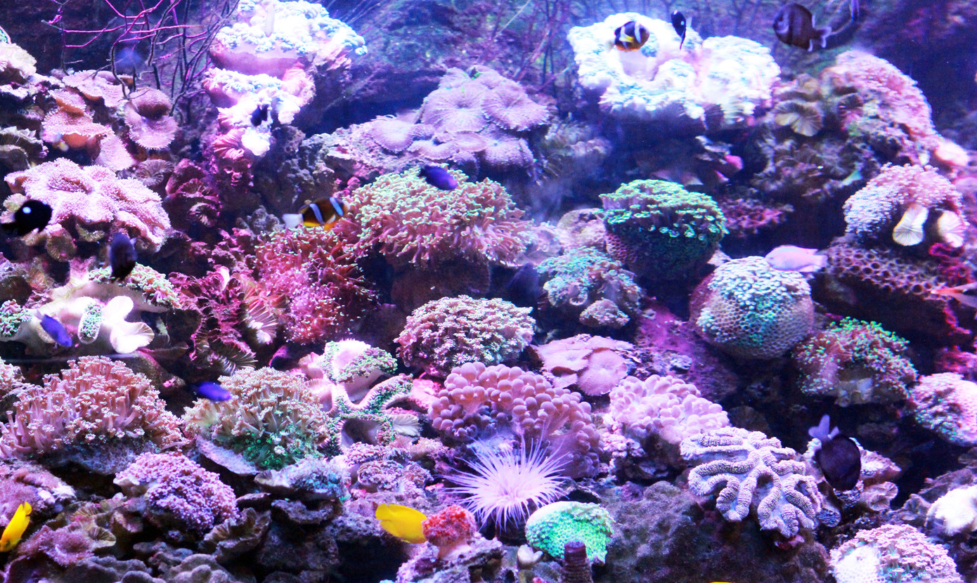 Vịnh biển hoang sơ, tuyệt đẹp ở Nam Trung bộ mở cửa trở lại ảnh 2