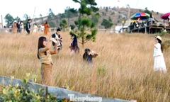 Du khách đổ xô đi cắm trại, check-in ở đồi cỏ phủ màu 'siêu thực' 