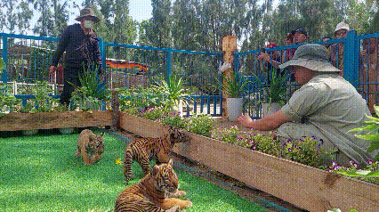 Du khách thích thú tận mắt 3 'chúa sơn lâm nhí' trong vườn thú ở Gia Lai