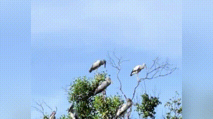 Hàng trăm ‘vị khách quý’ lại kéo nhau về Cồn Chim