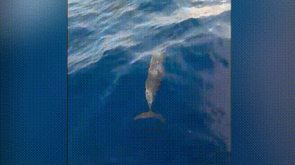 [CLIP] Đàn cá heo tung mình nhảy múa trên biển xanh ở Gia Lai