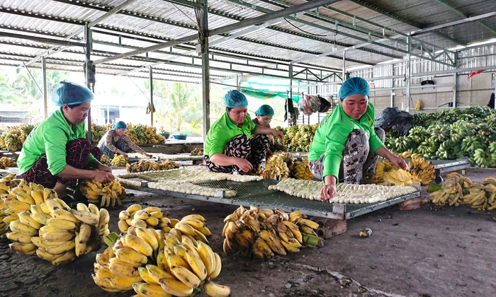 Cảnh tất bật cận Tết ở làng nghề ép chuối khô trăm tuổi