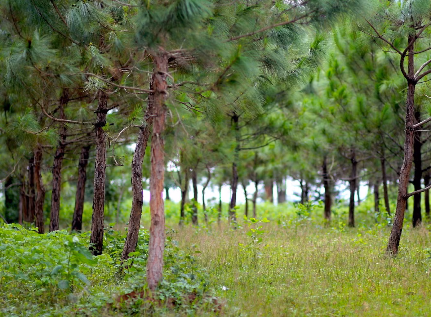 tien-phong.jpg