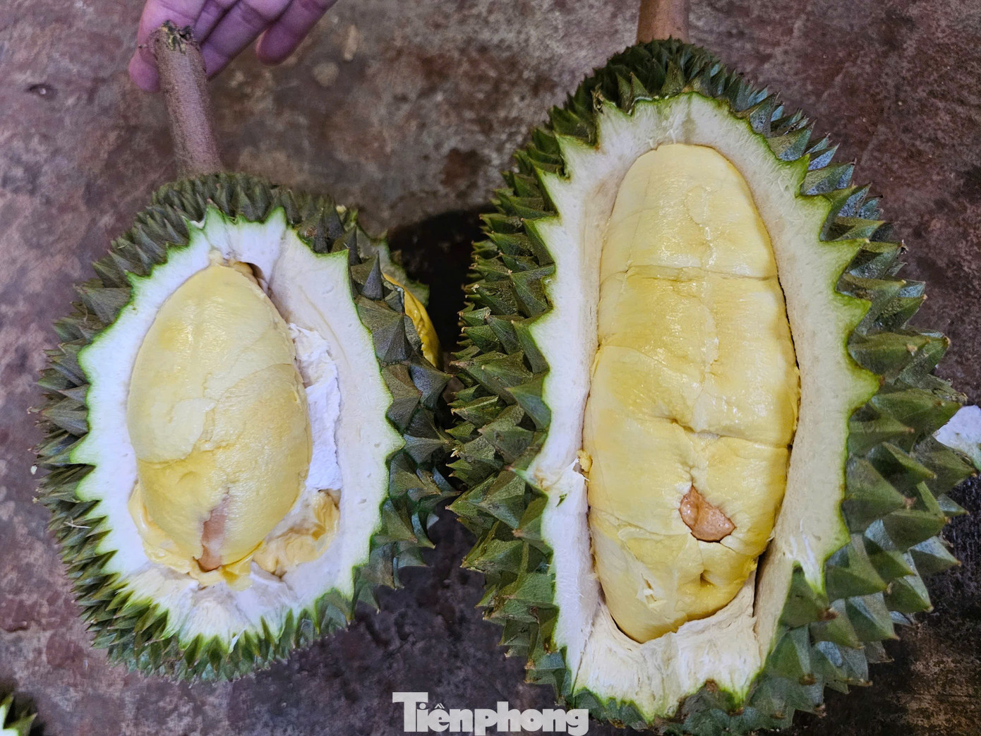 Năm nay rất nhiều vườn sầu riêng Musang king bị sượng nước. tp-132.jpg
