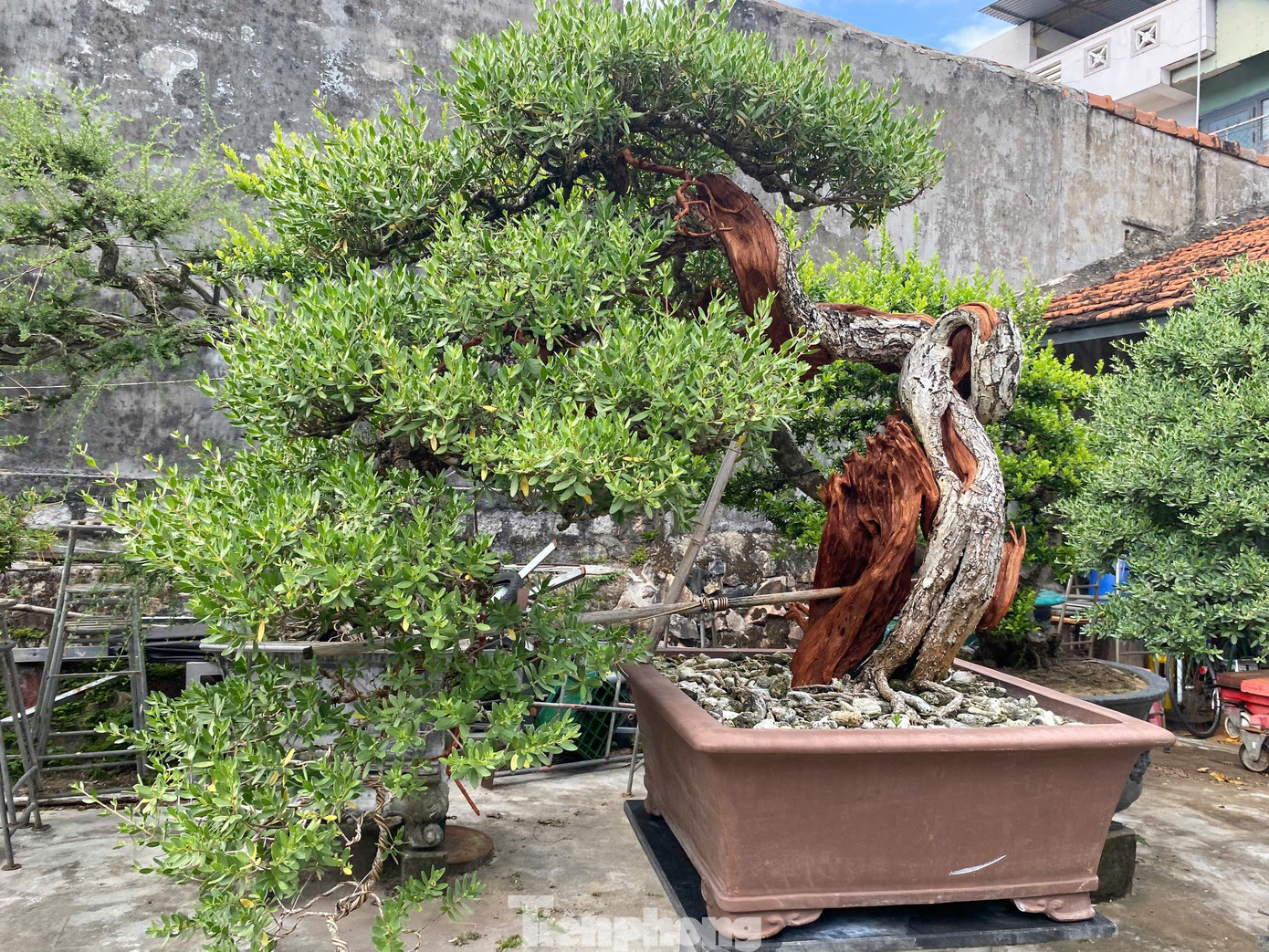 Cây cảnh được tạo dáng riêng biệt. tp-7.jpg