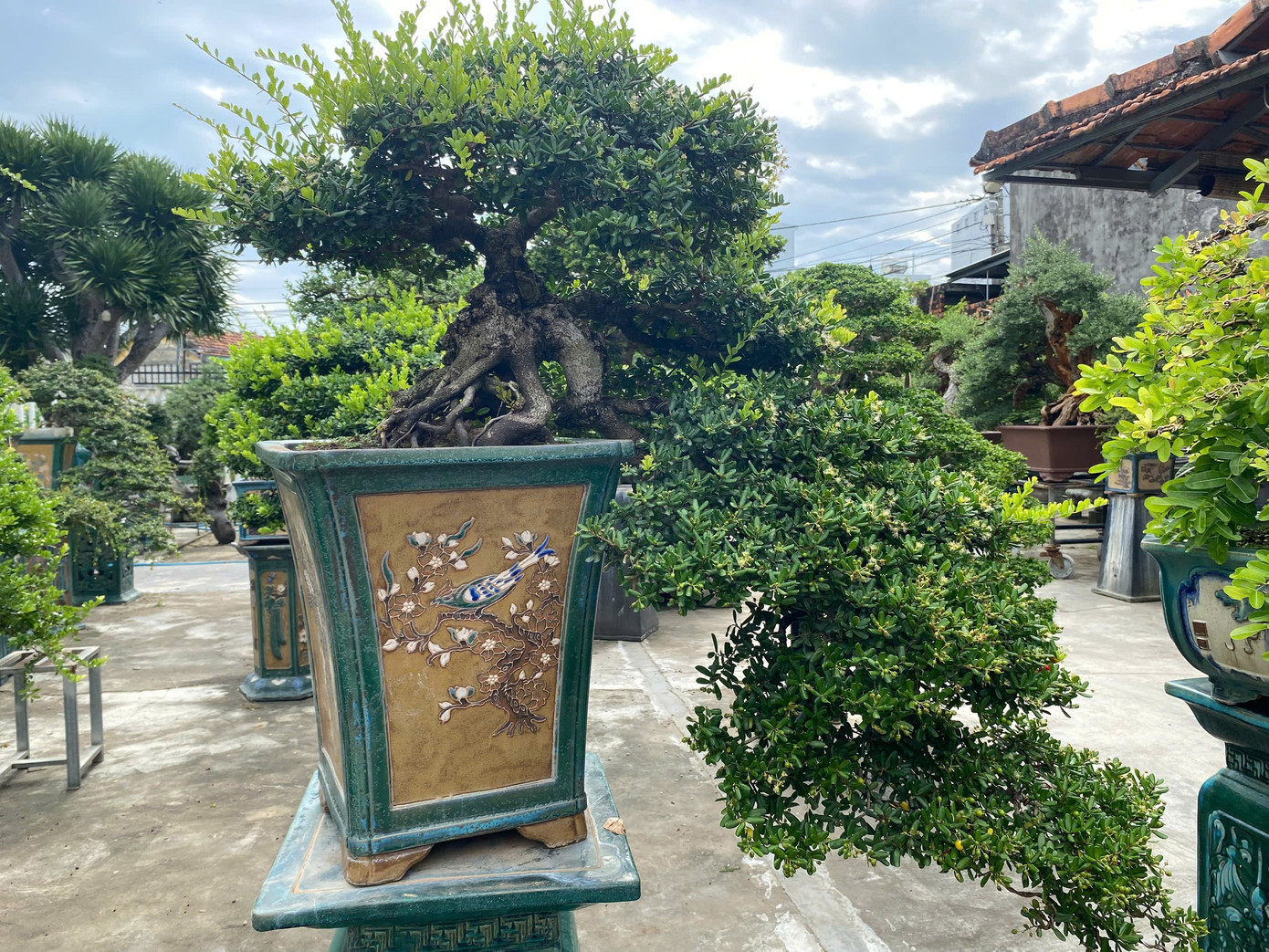 Một tác phẩm bonsai được tạo dáng độc đáo. 2.jpg