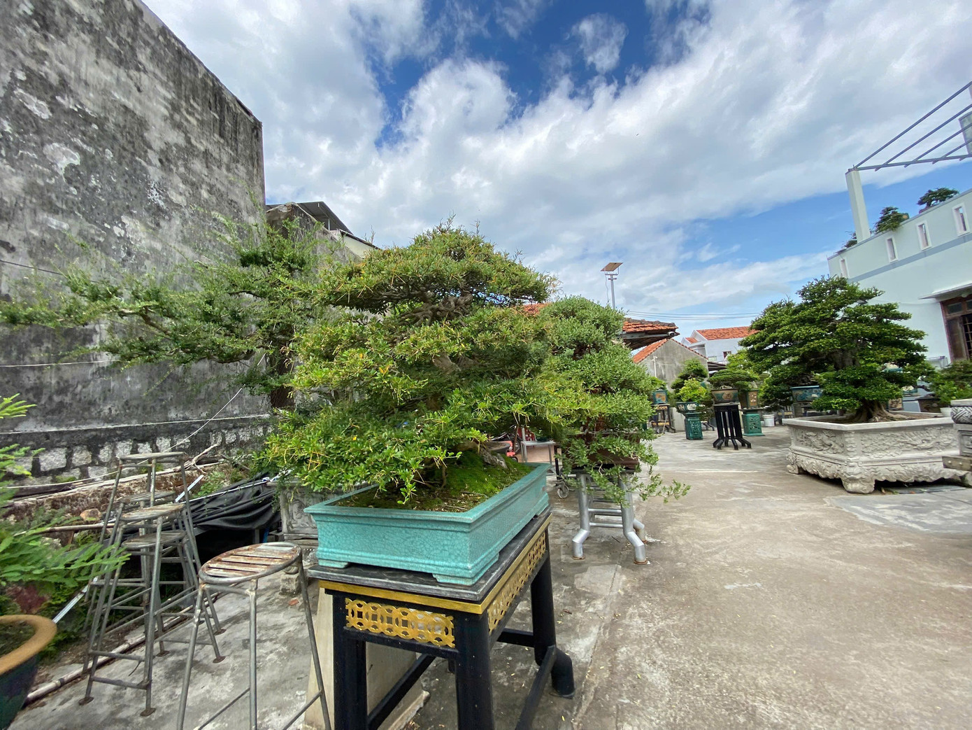 Khu vườn của anh Chính có hơn 200 tác phẩm bonsai. 111.jpg