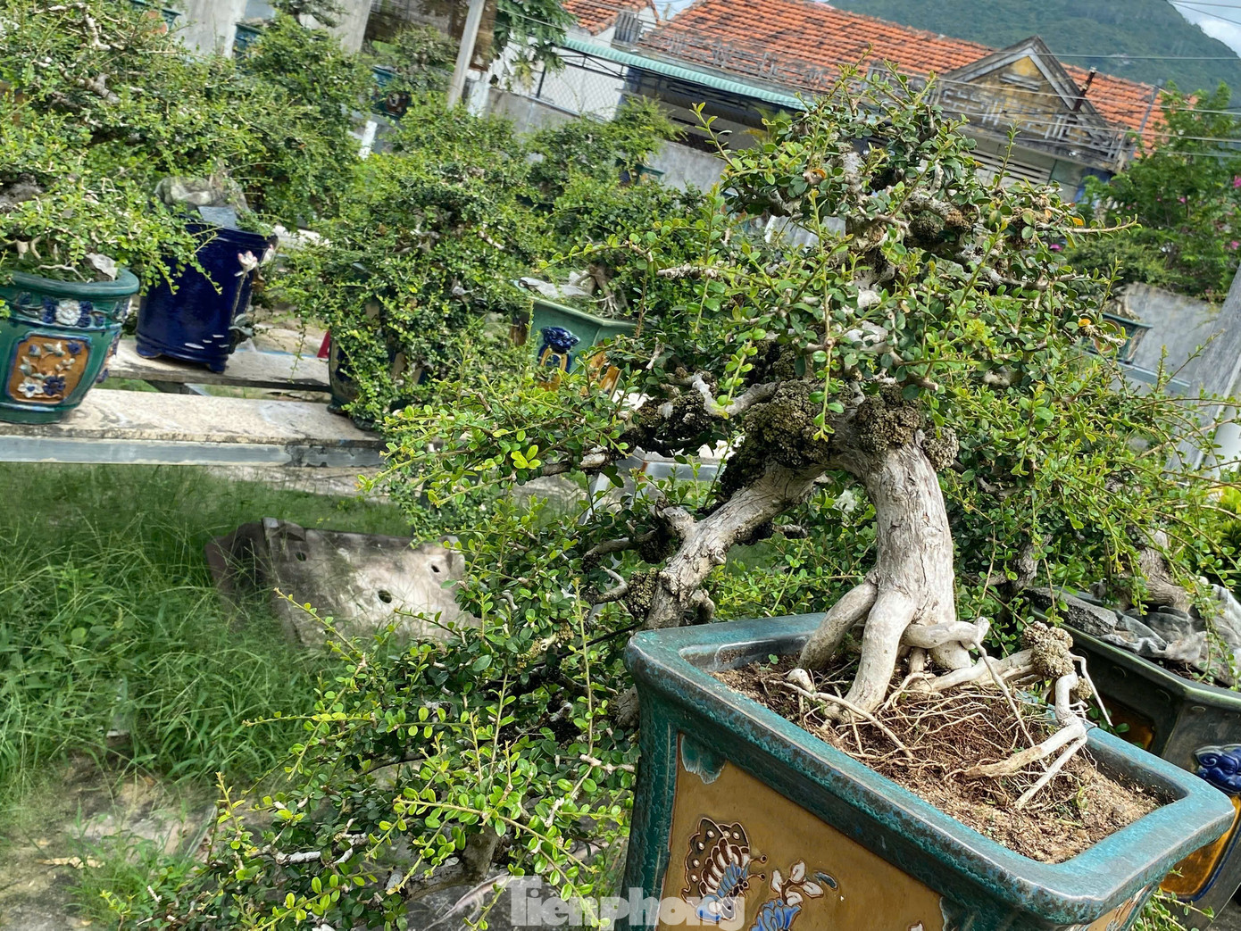 Mỗi tác phẩm bonsai mang ý nghĩa, giá trị riêng. tp-8.jpg