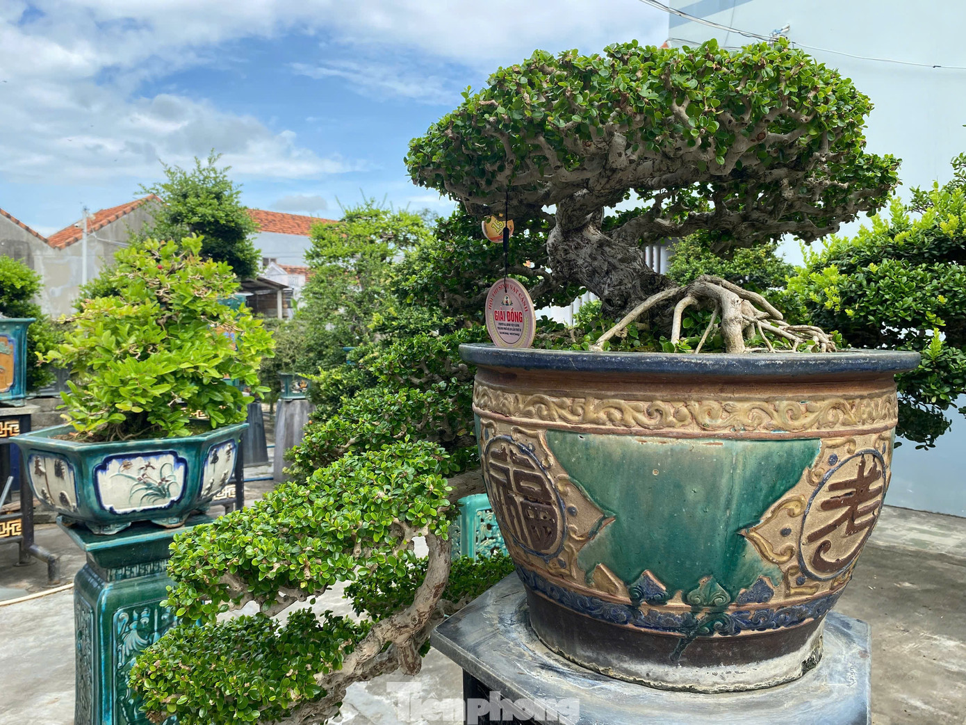Một tác phẩm bonsai được chủ nhân mang đi tham gia cuộc thi và đạt giải. tp-5.jpg