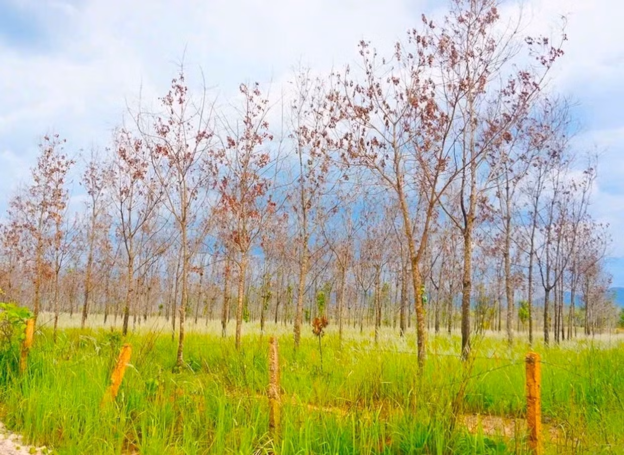 tien-phong.jpg