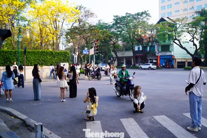 Vô tư đứng, ngồi giữa lòng đường chụp ảnh với hoa phong linh