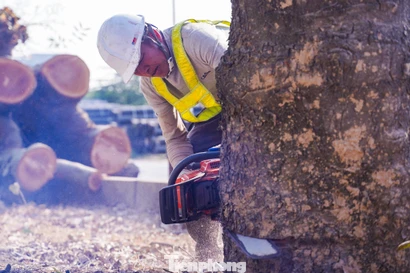 Chặt hạ hàng loạt cây cổ thụ để mở rộng đường 70 trị giá 3.380 tỷ đồng