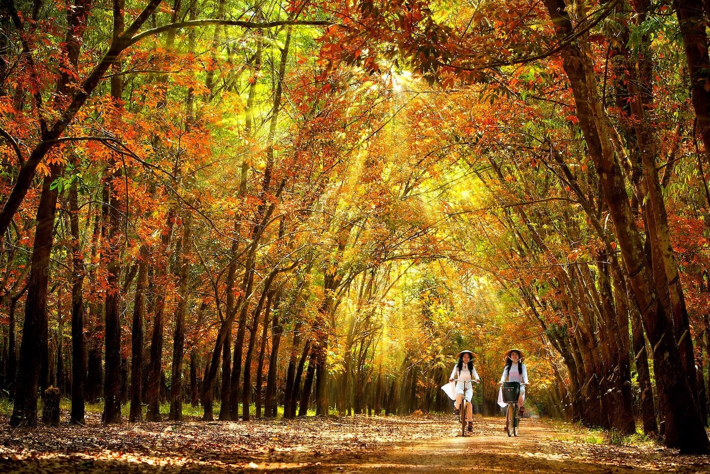 Rừng cao su (phường Tây Nam) giai-kk-rung-thu-tg-tran-cong-dc-binh-duong.jpg