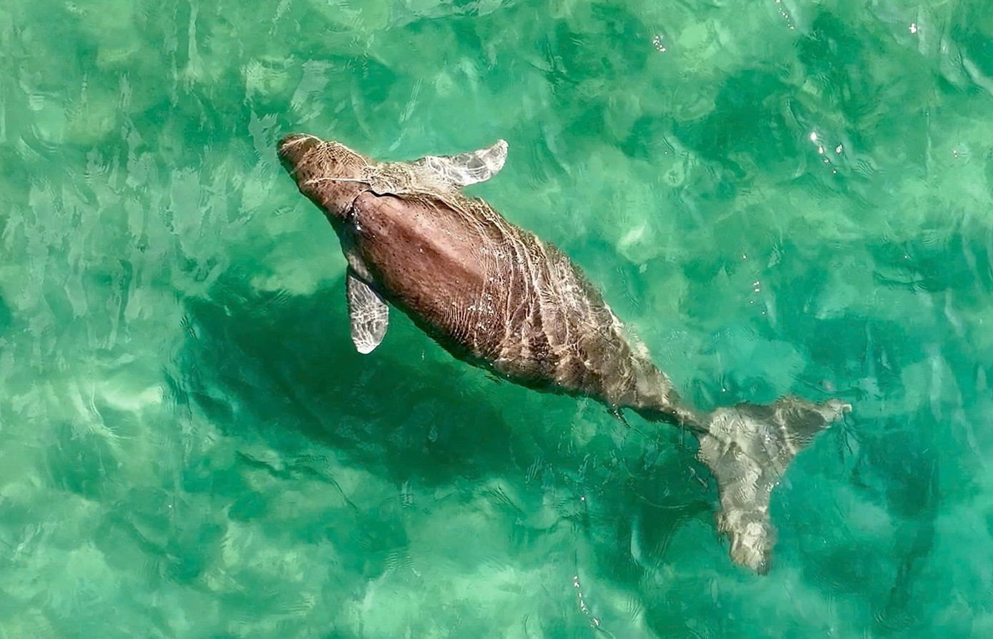 dugong-08.jpg
