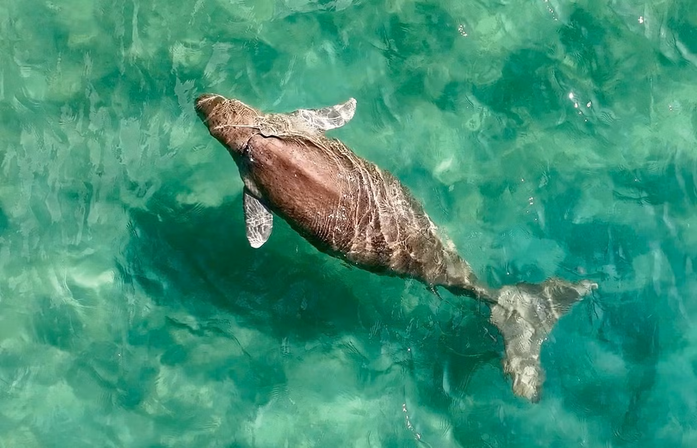 dugong-08.jpg