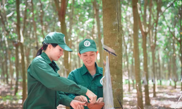 Tập đoàn Công nghiệp Cao su Việt Nam vững vàng bước vào kỷ nguyên mới