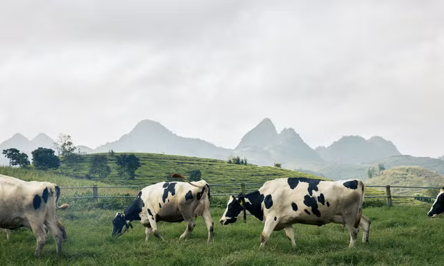 Sữa tươi Mộc Châu Creamery ghi dấu với chứng nhận Clean Label Project từ Hoa Kỳ