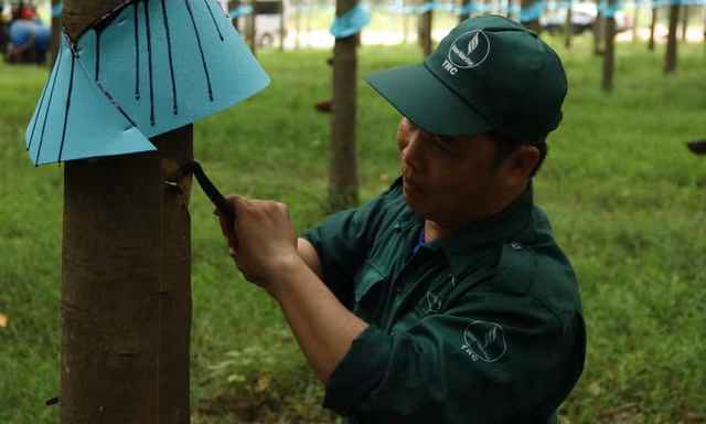 Từ 'Bàn tay vàng' đến Bằng khen của Thủ tướng