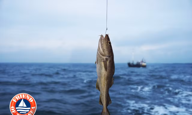 Bí quyết bổ sung Omega-3 đúng chuẩn "vừa tươi vừa tốt" để hỗ trợ tăng cường sức khoẻ