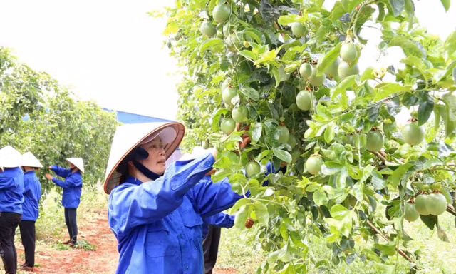 Dự thảo sửa đổi Nghị định 103/2024/NĐ-CP: Doanh nghiệp nông lâm vẫn gặp khó