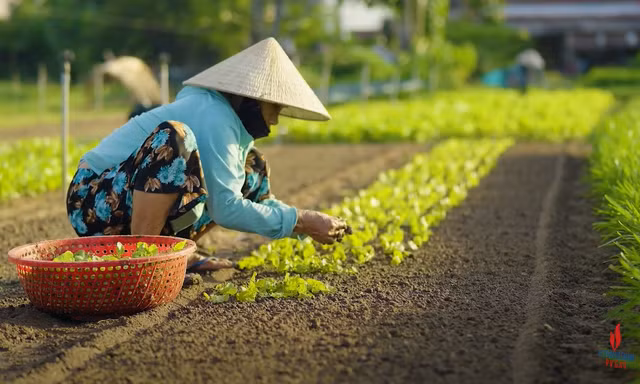 Hành trình kết nối xanh: Hội An du lịch cộng đồng bền vững 
