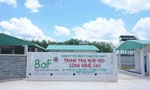 Doanh nghiệp chăn nuôi lãi 'khủng' bất chấp dịch tả lợn châu Phi