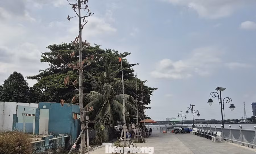 Cây xanh ven kè sông Đồng Nai chết khô bất thường