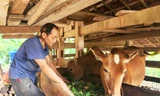 Nông dân Cao Bằng nuôi bò sinh sản, mang lại hiệu quả kinh tế cao. 
