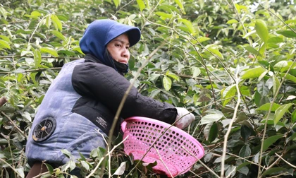  Thủ phủ nhót ở Hà Nội mất mùa, rớt giá