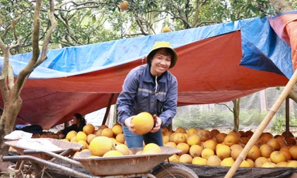 Bưởi Diễn chính gốc giữ giá trước làn sóng xả hàng của bưởi Diễn 'nhập cư'