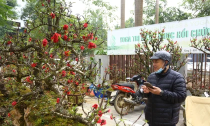Đào thất thốn Tây Bắc xuống phố, nhiều cây có giá tới 400 triệu đồng