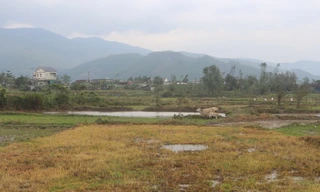 Nghi vấn lạm dụng thuốc diệt cỏ tràn lan từ những cánh đồng cháy vàng ở Quảng Trị 