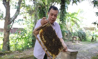 Ông lão và phép màu ‘bắt’ ong làm mật giữa mùa đông 