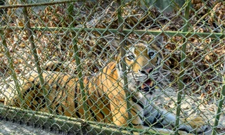 Vướng mắc về chi phí chuyển giao, đàn hổ nuôi nhốt ở Thanh Hóa gặp khó