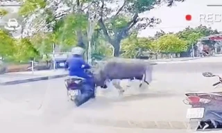 Video trâu lao ra đường húc, đuổi theo người phụ nữ điều khiển xe máy