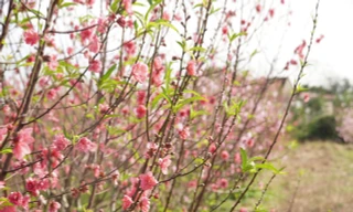 Làng hoa Lý Trạch lao đao